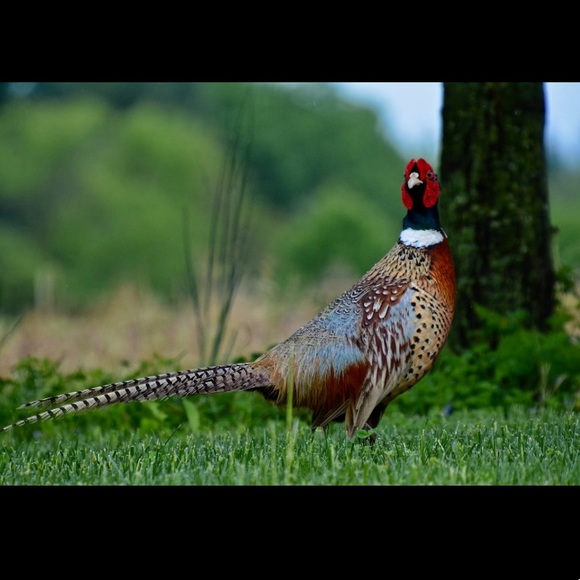 Meet the Posher Other - Meet your Posher, Garrett